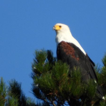 Eagles' Call Cottages And Tent Wildernis Exterior foto