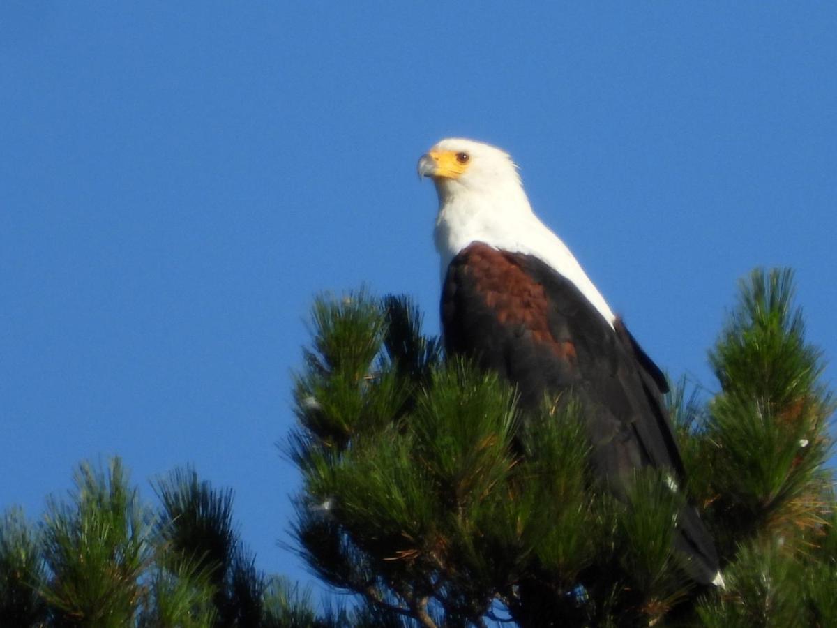 Eagles' Call Cottages And Tent Wildernis Exterior foto
